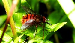 Spiny Tachina Fly - Paradejeania rutiloides (Tachinidae,Diptera) (8208405735).jpg