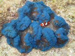 Stichodactyla gigantea, Amphiprion percula.jpeg