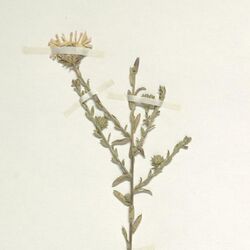 Symphyotrichum hintonii specimen (cropped).jpg