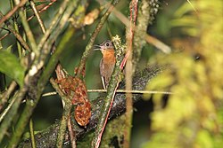 Tawny-throated Leaftosser (Sclerurus mexicanus) (5771861551).jpg