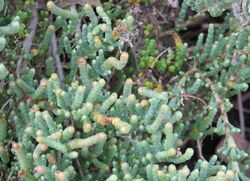 Tecticornia pergranulata subsp. pergranulata.jpg