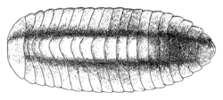 Termitodesmus ceylonicus dorsal.png