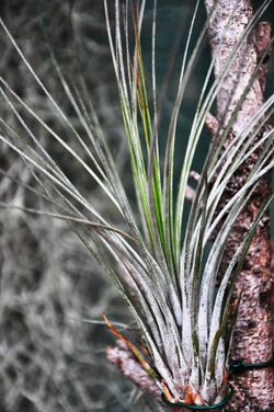 Tillandsia juncea 0054.JPG