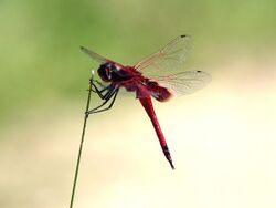 Tramea stenoloba 5328.jpg