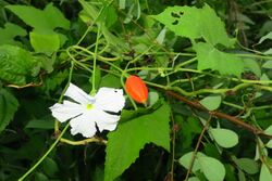 Trichosanthes cochinchinensis NCT.jpg