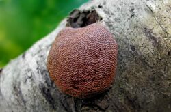 Tubifera applanata.jpg