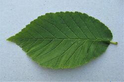 Ukmus FL025 leaf 2.jpg