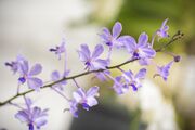 Vanda coerulescens inflorescence with multiple flowers