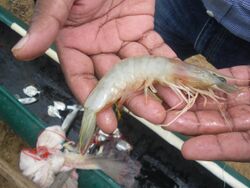 White shrimp.jpg
