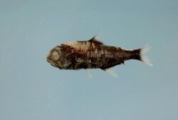 Wisner's lanternfish ( Myctophum selenops ).jpg