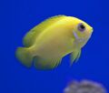Yellow Fish (5329967419).jpg