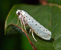 Yponomeutidae - Yponomeuta sp...JPG