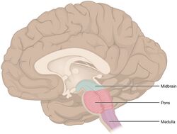 1311 Brain Stem.jpg