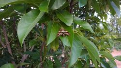 Aellopos fadus in tree.jpg