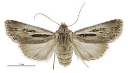 Agrotis innominata female.jpg