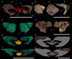 Tail osteoderms from Stegouros and Antarctopelta