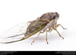 Annual cicada (Cicadidae, Neotibicen sp.) (28934344001).jpg