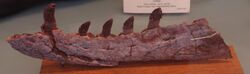 Arganasuchus dutuiti hemimandible left.jpg