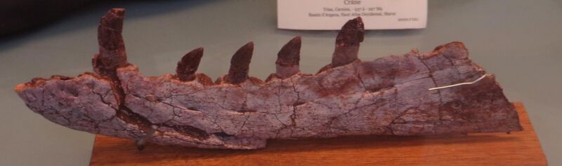 File:Arganasuchus dutuiti hemimandible left.jpg