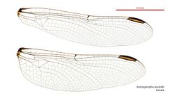 Austrogomphus australis female wings (34248543973).jpg