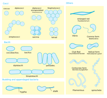 a diagram showing bacteria morphology