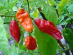 BhutJolokia09 Asit.jpg