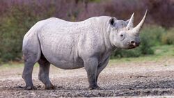 Black Rhino at Working with Wildlife.jpg
