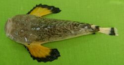 Blackfin stonefish.jpg