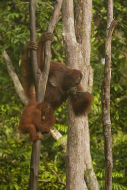 Bornean orangutan (Pongo pygmaeus), Tanjung Putting National Park 05.jpg