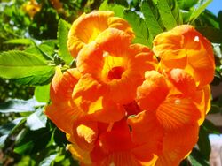 Campsis-radicans-20080402.JPG