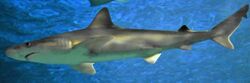 Carcharhinus tjutjot in an aquarium 2.jpg