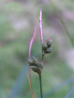 Carex globularis.jpg