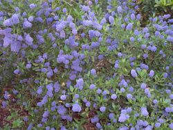 Ceanothus thyrsiflorus.jpg