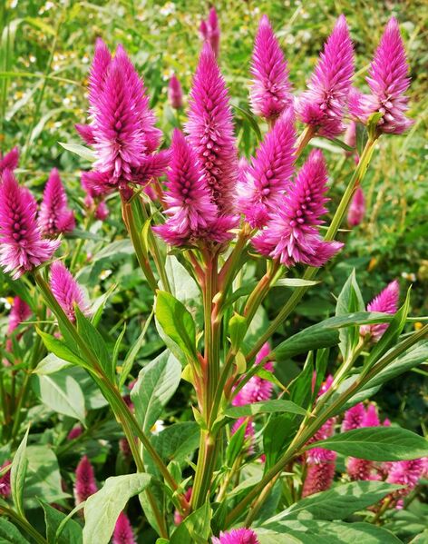 File:Celosia ( Amaranthaceae).jpg