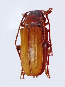 Cerambycidae - Dorysthenes buqueti.jpg