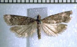 Cnephasia ochnosema holotype.jpg