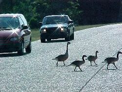 Colonial-Parkway-geese.jpg