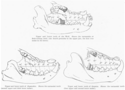Comparison of Carnivoran and Creodont Carnassials.png