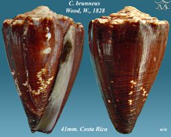 Conus brunneus 1.jpg