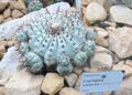 Copiapoa cinerea - Botanischer Garten, Dresden, Germany - DSC08849.JPG