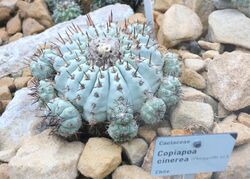 Copiapoa cinerea - Botanischer Garten, Dresden, Germany - DSC08849.JPG