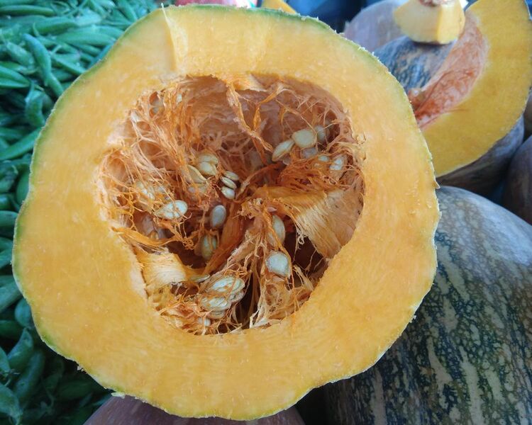 File:Cross section of pumpkin.jpg
