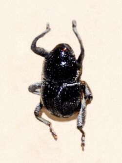 Curculionidae - Zygara doriae.JPG