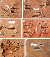 Photos of two-toed dinosaur tracks in a desert