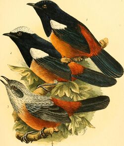 Die Vögel Afrikas (1900) (20949449585).jpg