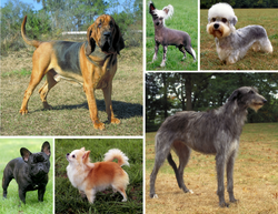 Dog morphological variation.png