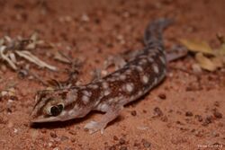 Eastern Beaked Gecko (Rhynchoedura ormsbyi). Bourke, NSW.jpg