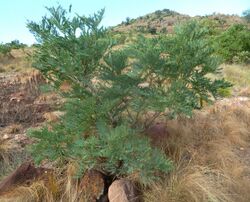 Elephantorrhiza burkei, habitus, Elandsfontein, a.jpg