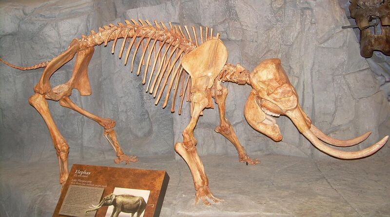 File:Elephas skeleton.JPG