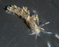 Emarcusia morroensis from Santa Cruz, California.jpg